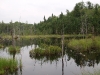 Beaver Pond